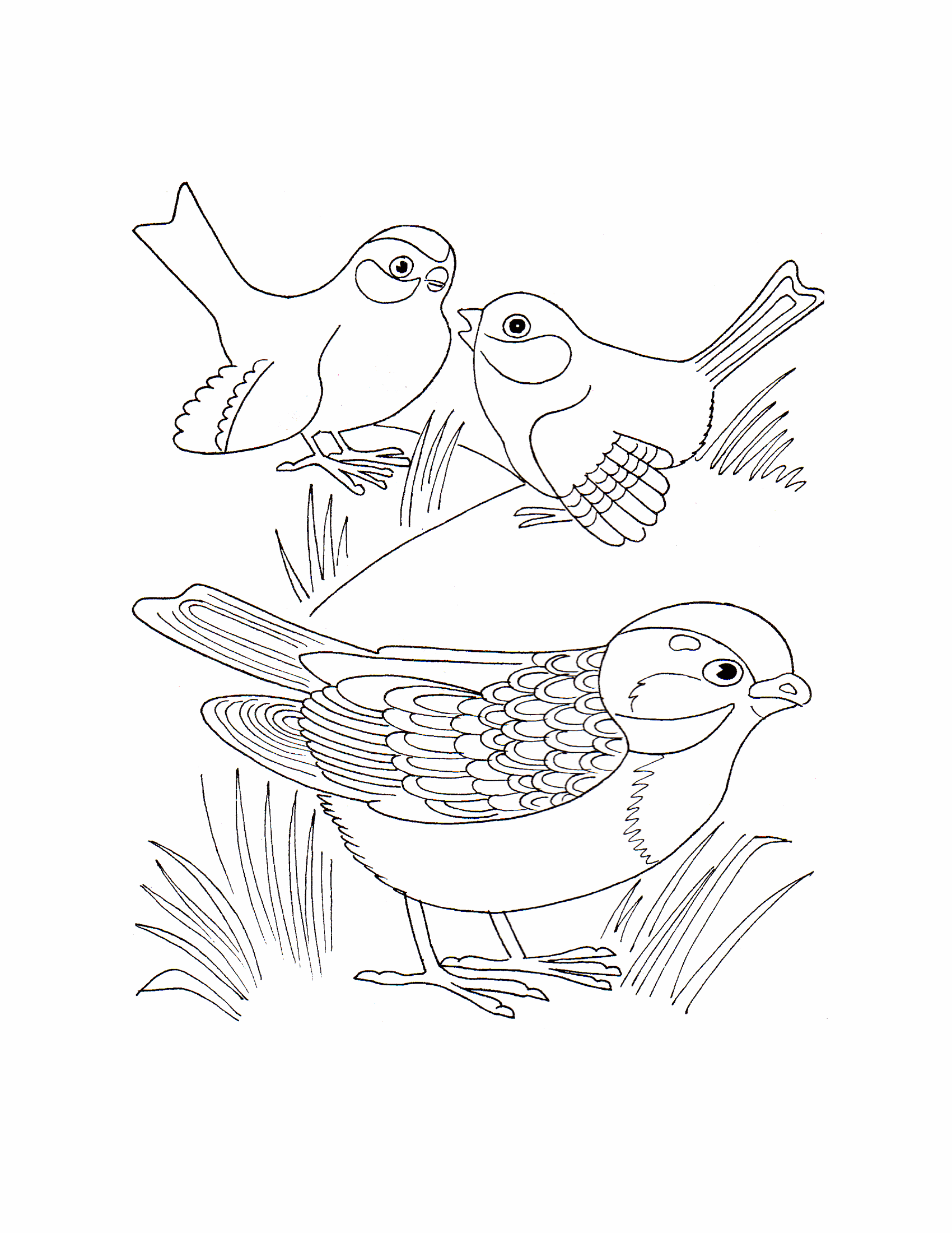 Раскраски птицы 12