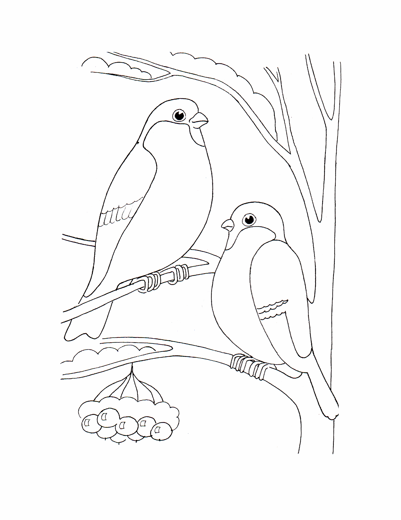 Раскраски птицы 14