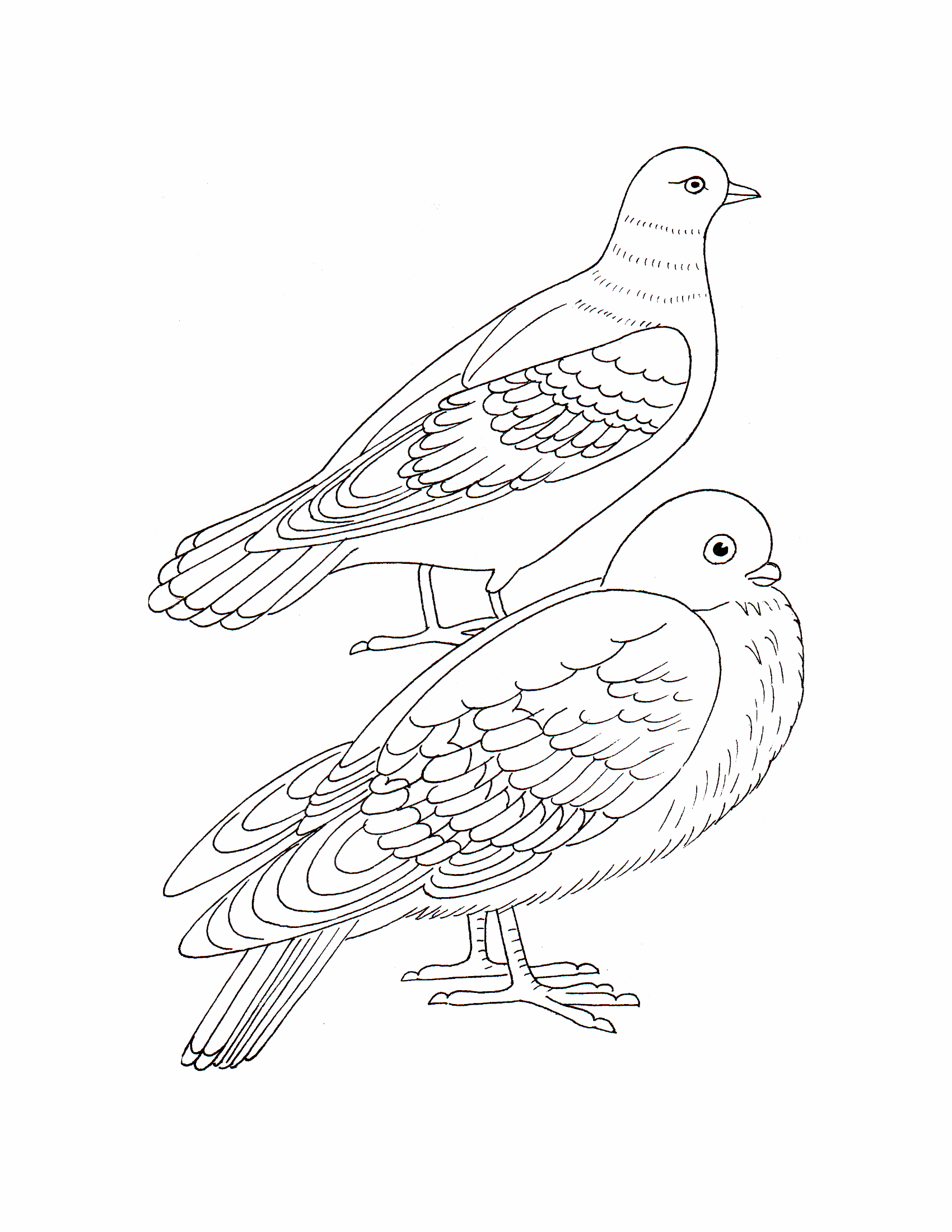 Раскраски птицы 15