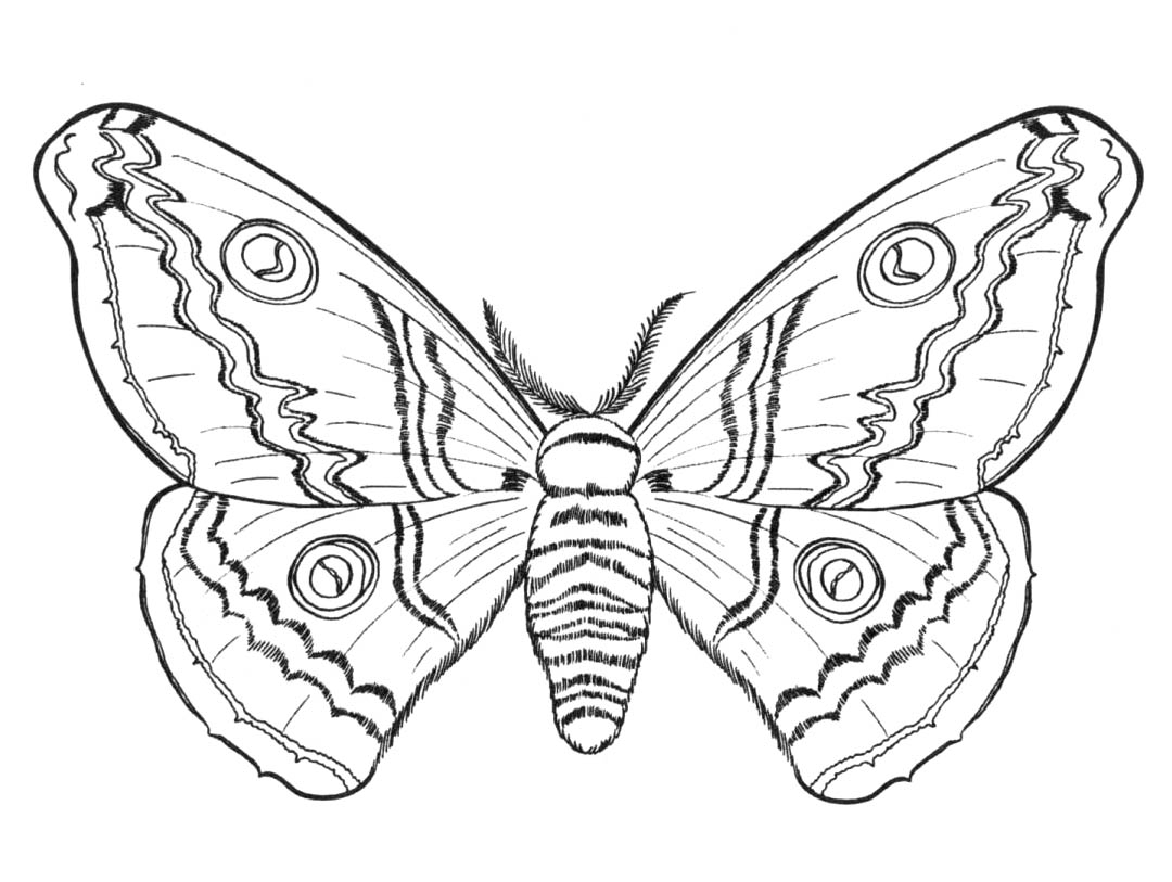 Раскраски бабочки и насекомые 21