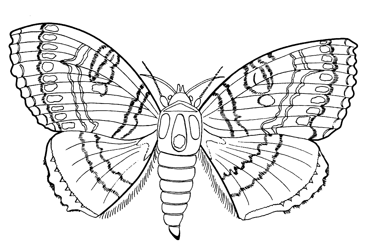 Раскраски бабочки и насекомые 23