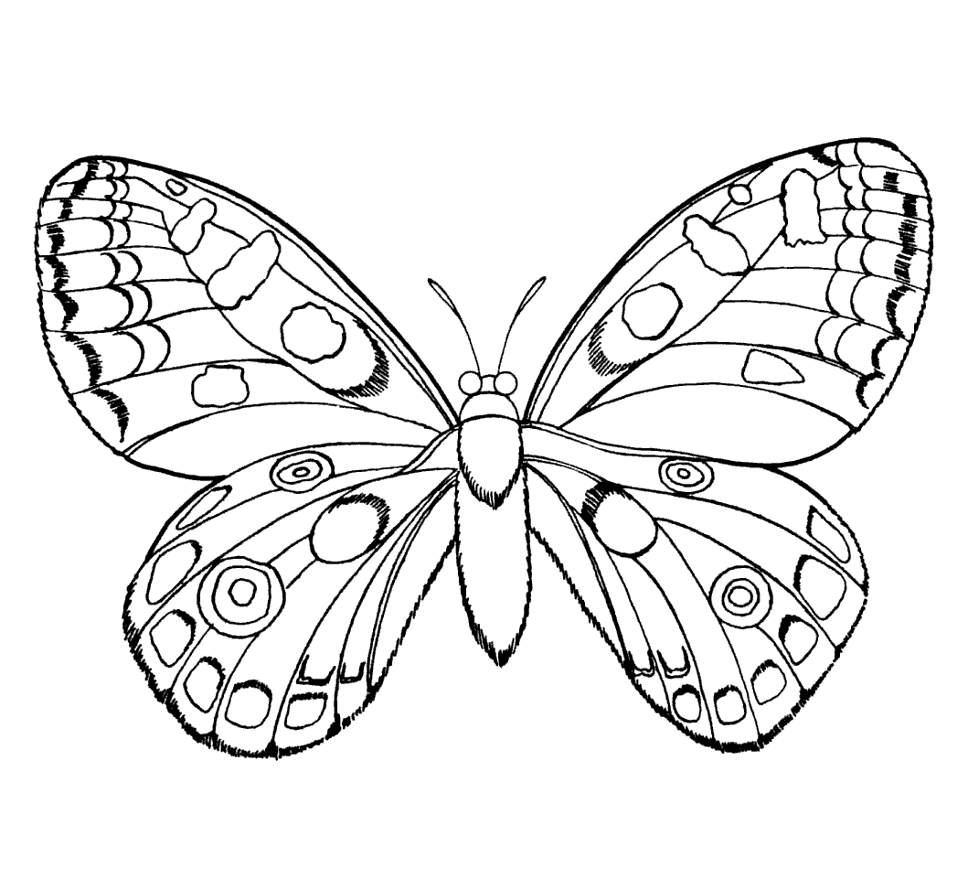 Раскраски бабочки и насекомые 26