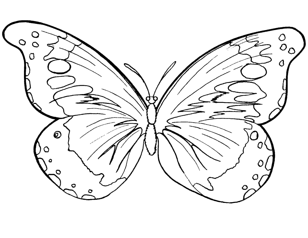 Раскраски бабочки и насекомые 27