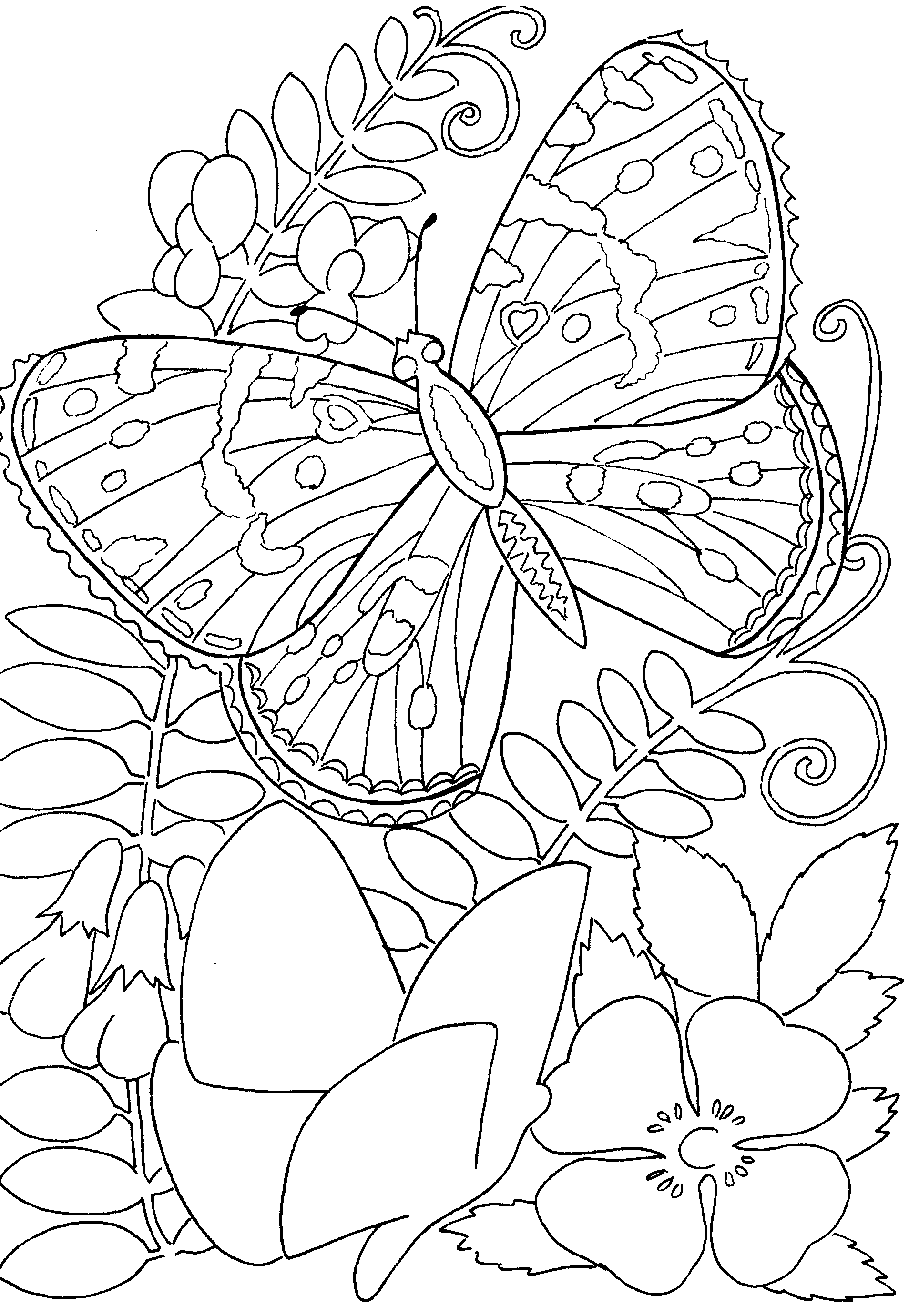 Раскраски бабочки и насекомые 28