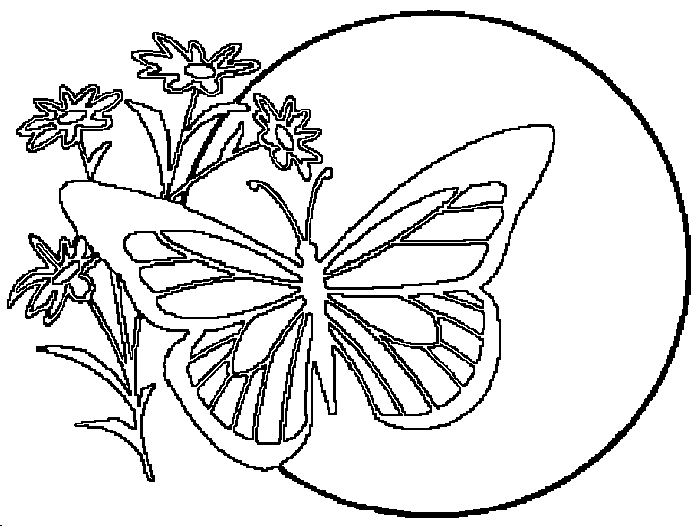 Раскраски бабочки и насекомые 43