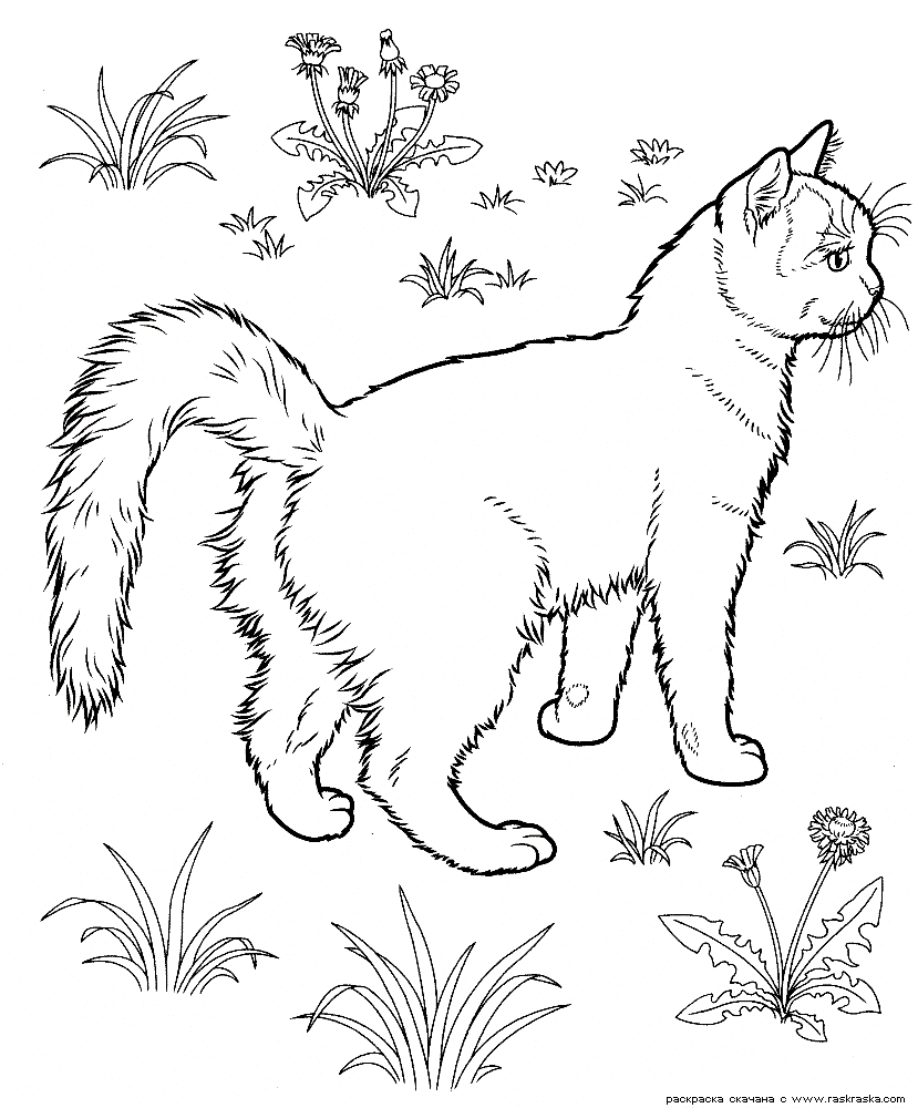 Раскраски кошки 3