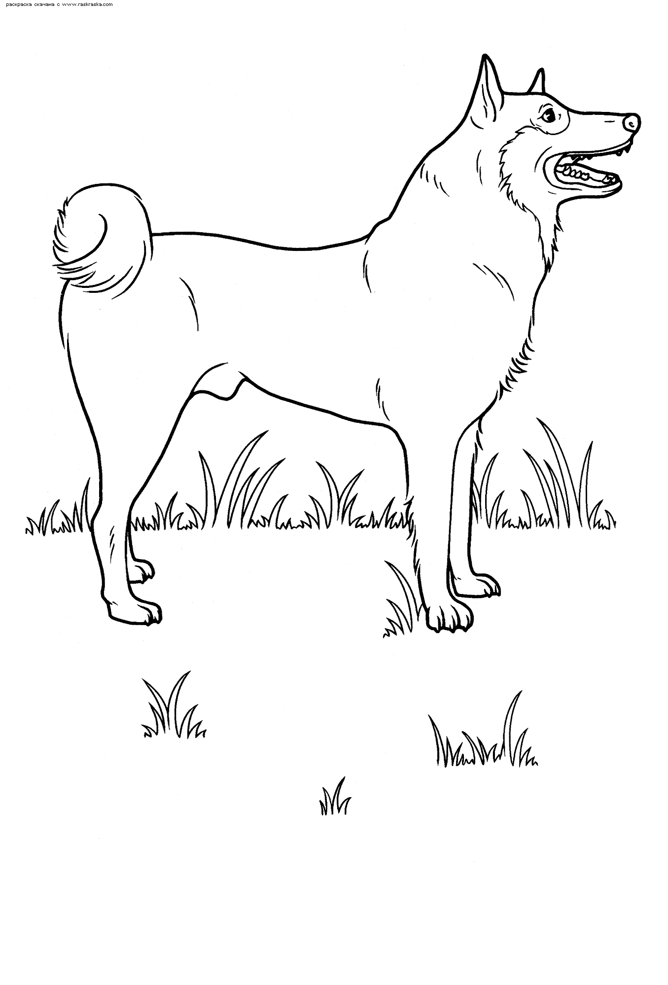 Раскраски собаки 3