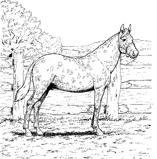 Раскраски лошади 11