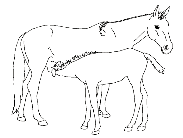Раскраски лошади 14