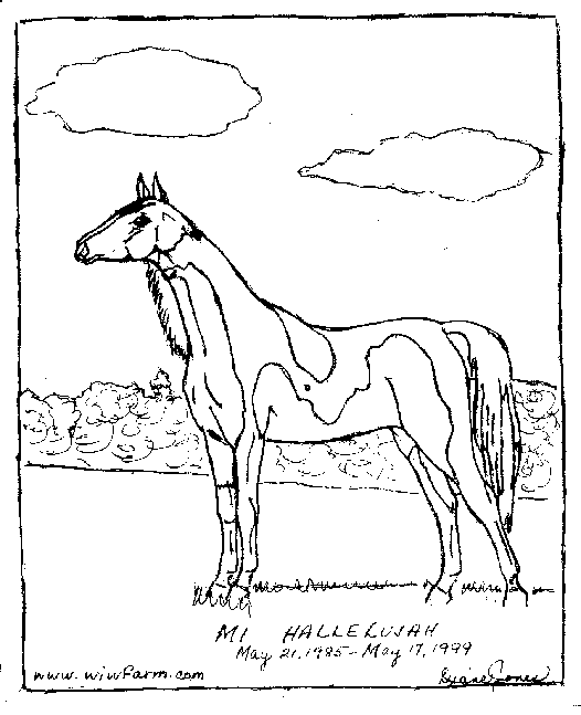 Раскраски лошади 22