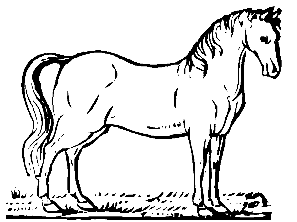 Раскраски лошади 32