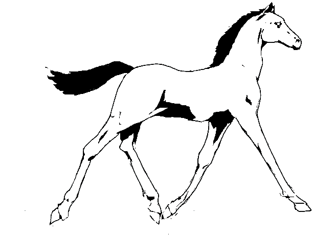 Раскраски лошади 33