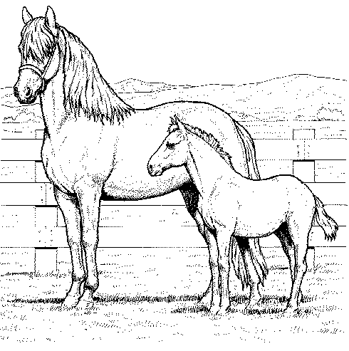 Раскраски лошади 39