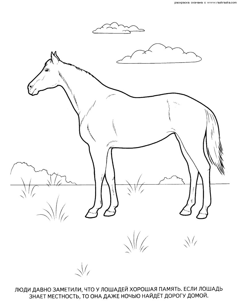 Раскраски лошади 6